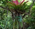 Orchidée sauvage sur Coco Island